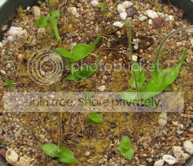 IMG_2035-P-heterophylla-Dec-4-2012.jpg