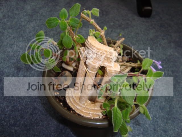 DSC00069.jpg