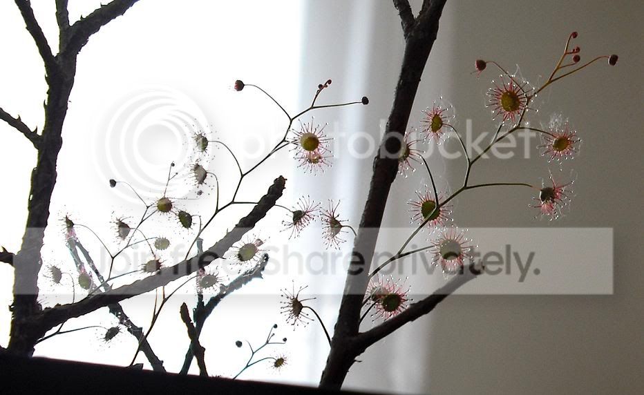 Dmenziesii2.jpg