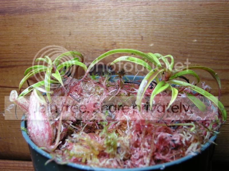 DSCN5657.jpg
