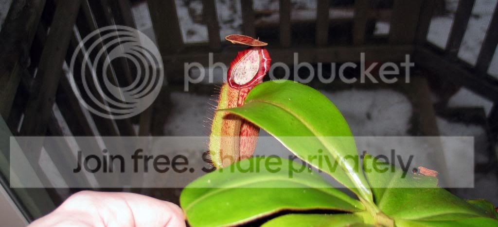 IMG_4192_zpsfb36c4a2.jpg