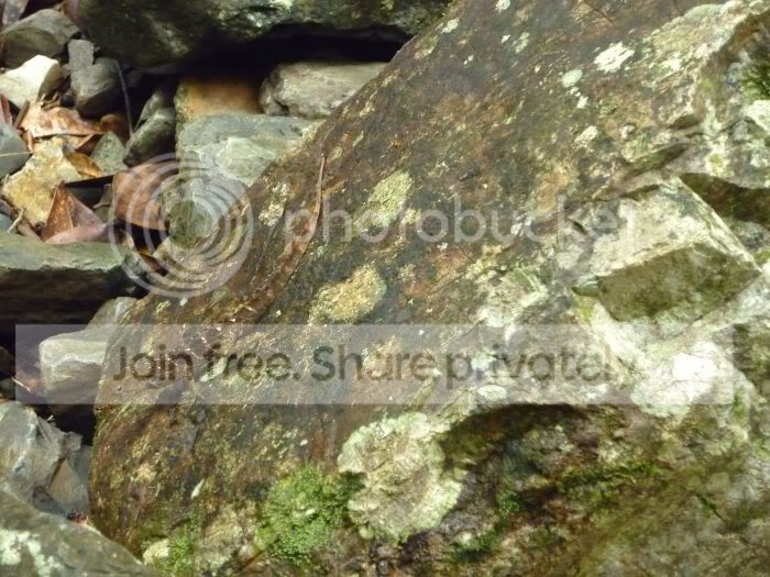 elYunque-lizard-LaMinaFallssouthRS.jpg