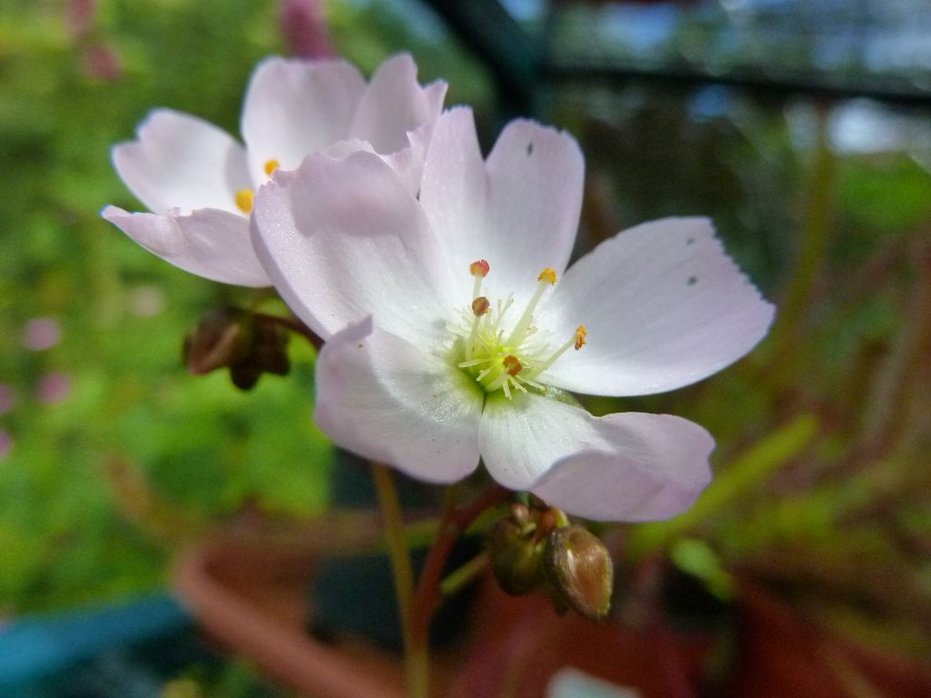 plants10032012063.jpg
