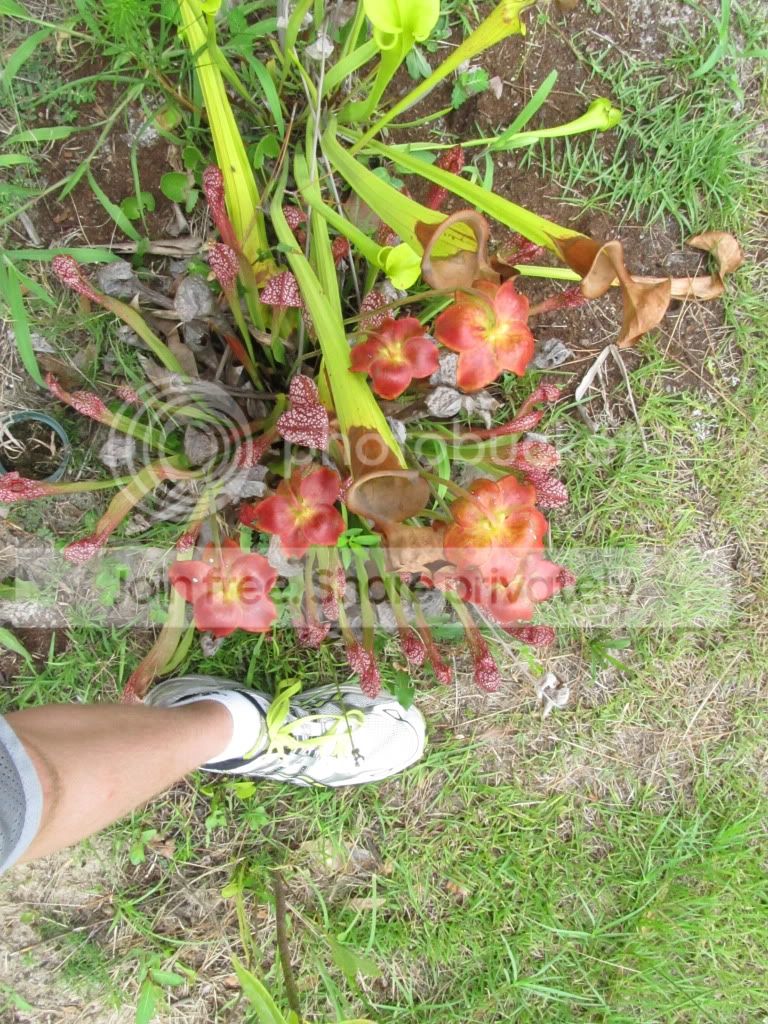 IMG_6421.jpg