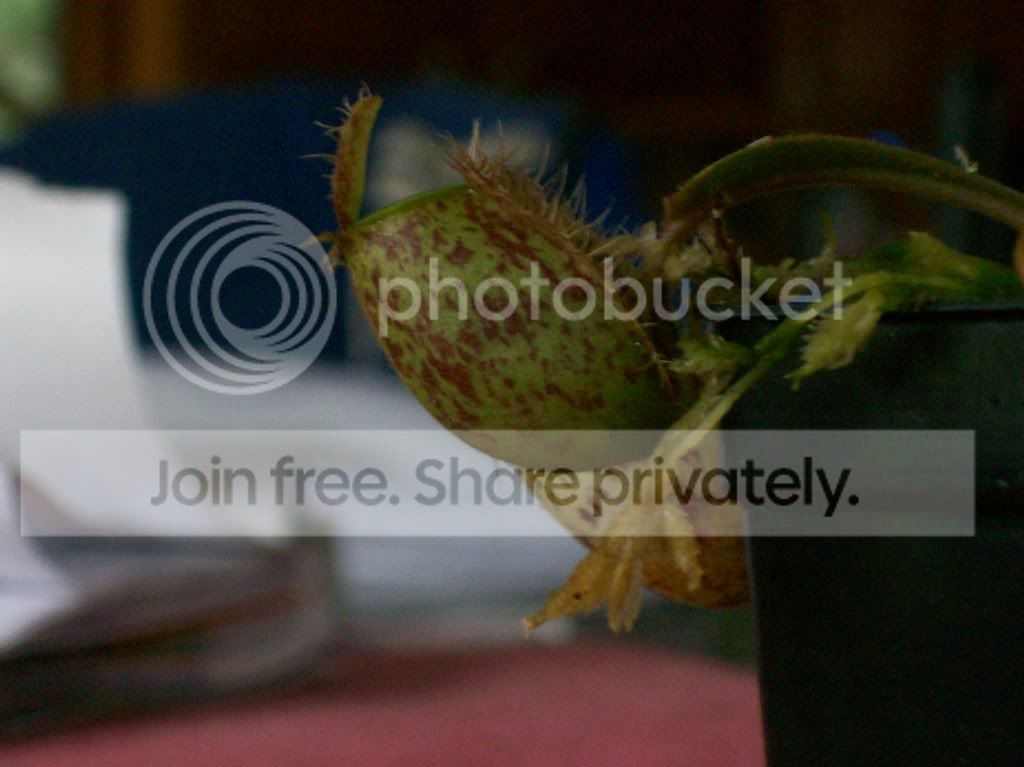 plants038.jpg