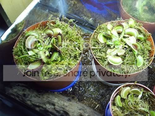 VFTtransplantrepotingdone5.jpg