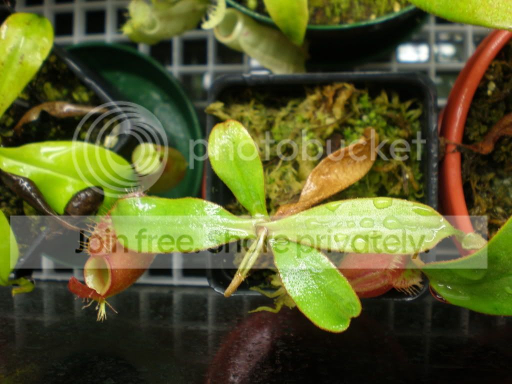 AmpBRedCuttings.jpg