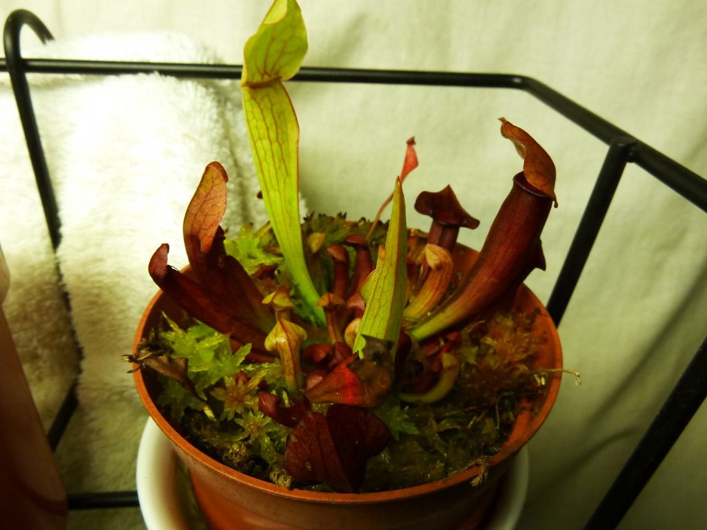 flowerstalkvft12102012013.jpg