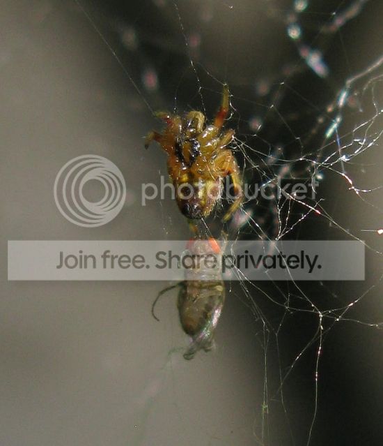 IMG_2731-tiny-spider-tackles-fruit-fly.jpg