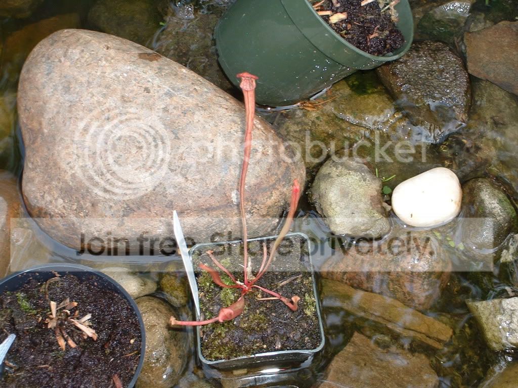 plants039.jpg