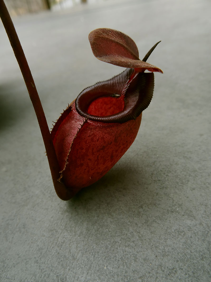 nepenthes-rajah-2.jpg