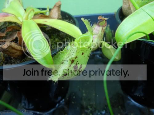 Namularia-seedgrown_5-3-12.jpg