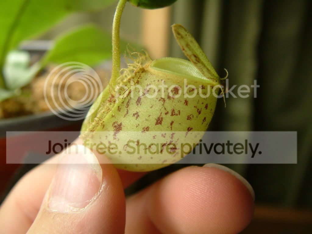 Plants008.jpg