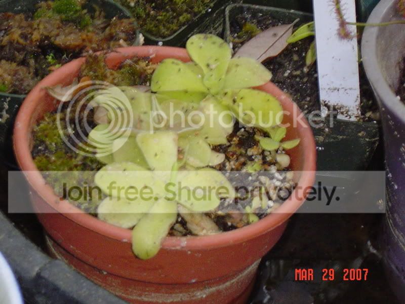 plantsandchickens013.jpg