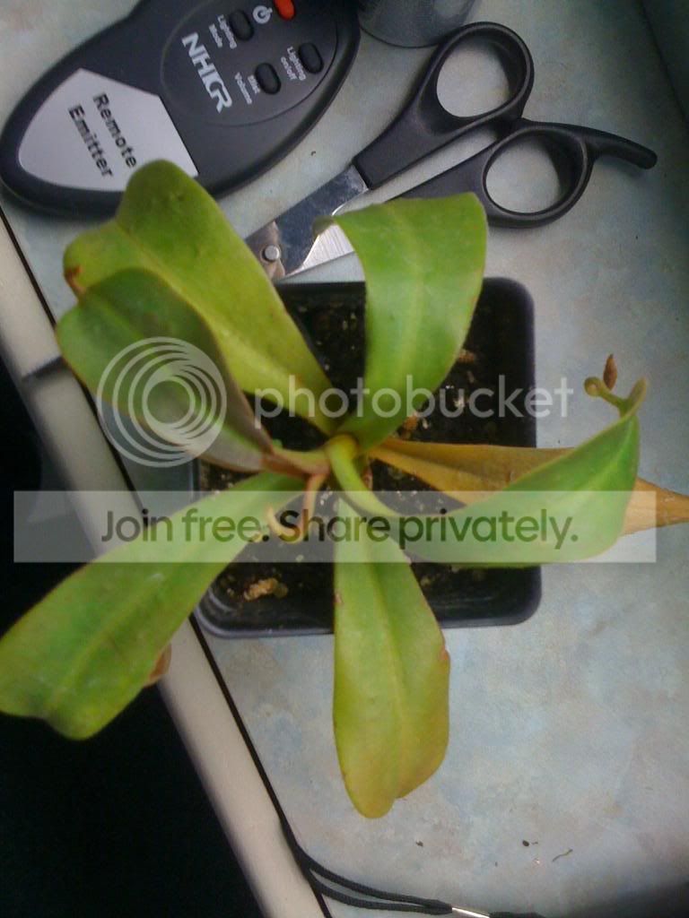Nepenthes001.jpg