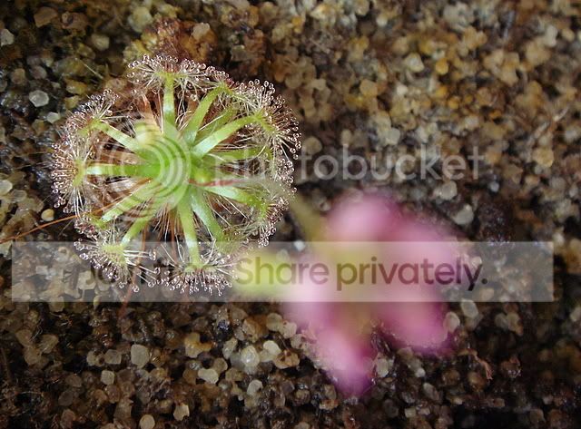 pygmies_flower2.jpg