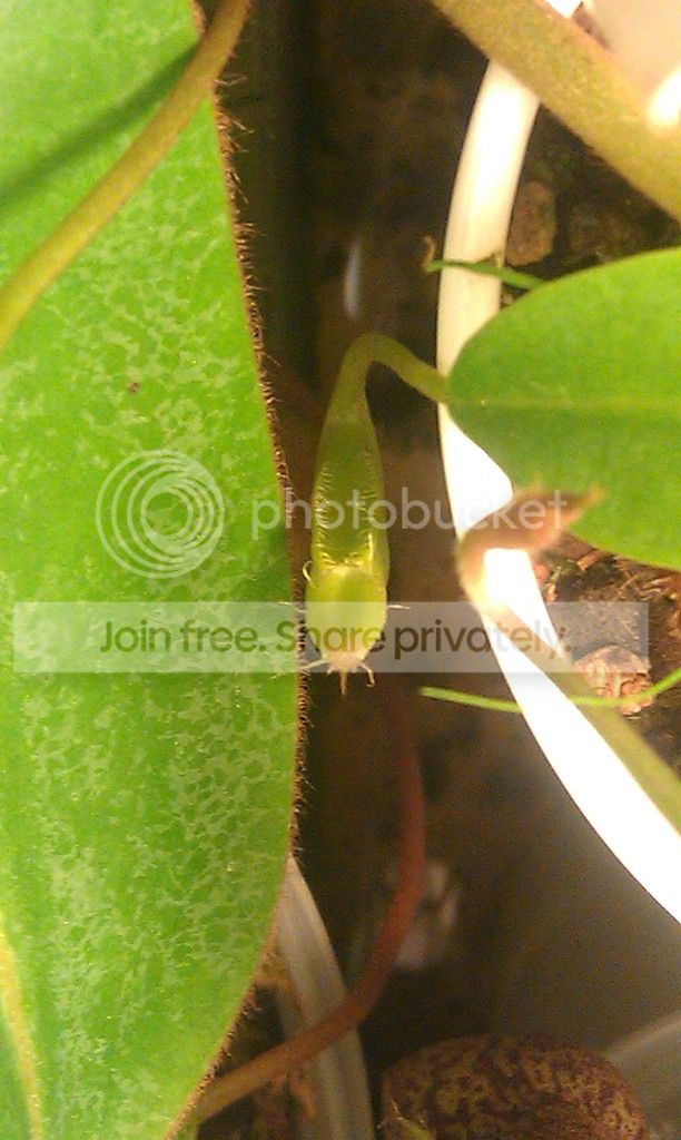 IMAG10481_zpsgg6xzo3m.jpg