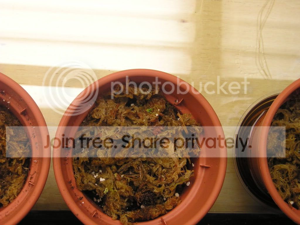 Sphagnum1.jpg