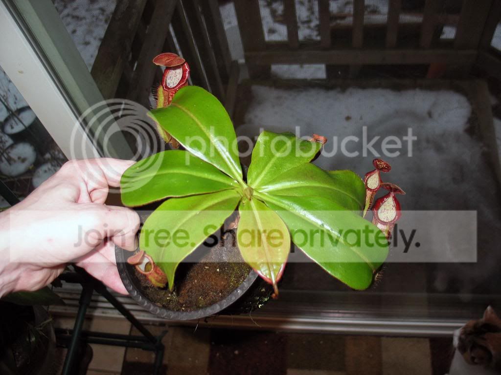 IMG_4193_zpse503e8ae.jpg