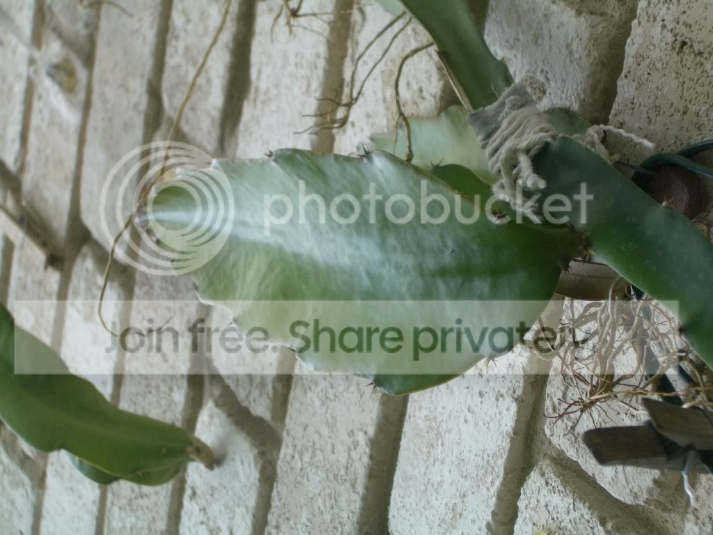 IMGP6520.jpg