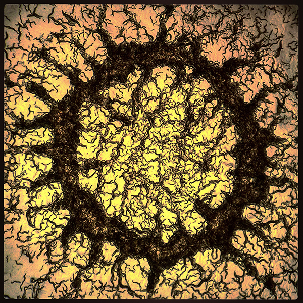 BioArt_2015_-Adam-Brown-and-David-Biron-.jpg
