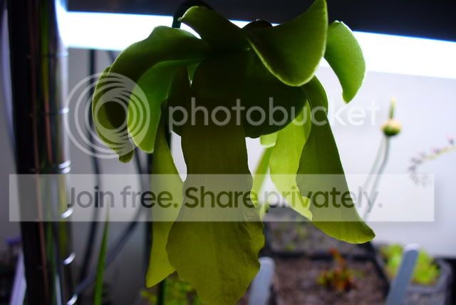hybridflower.jpg