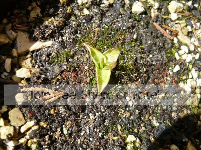 Pinguicula_alpina_March.jpg