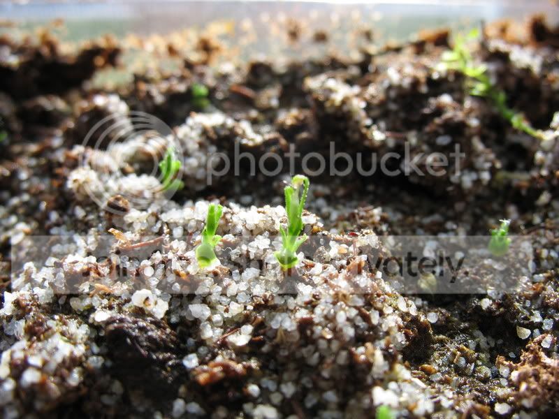 scorpiodes_babies_2.jpg