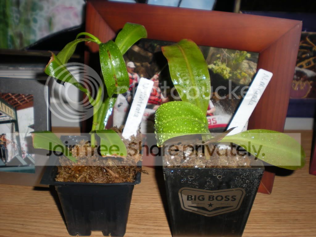 DSCN7207.jpg