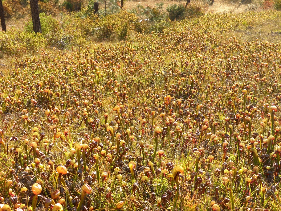 PA190867.jpg