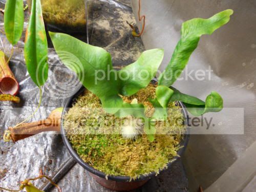 cool-fern_3-24-11.jpg