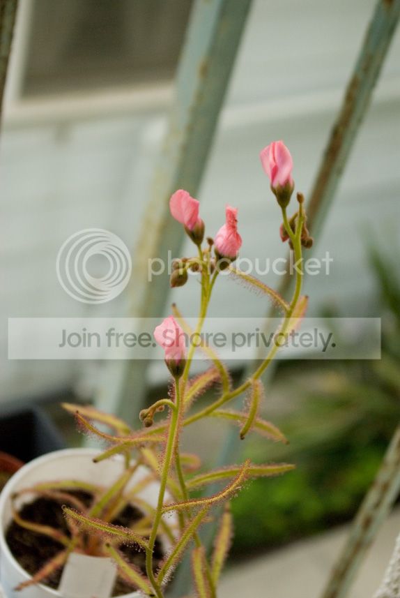 IMGP7145_zps444a9176.jpg