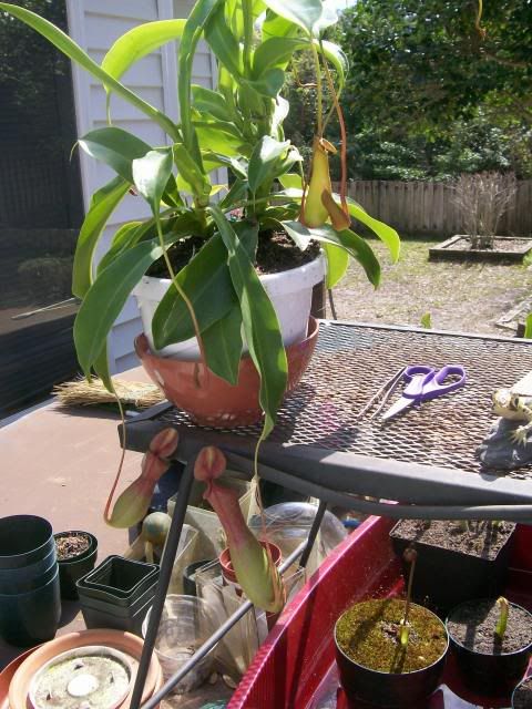 Nepenthes.jpg