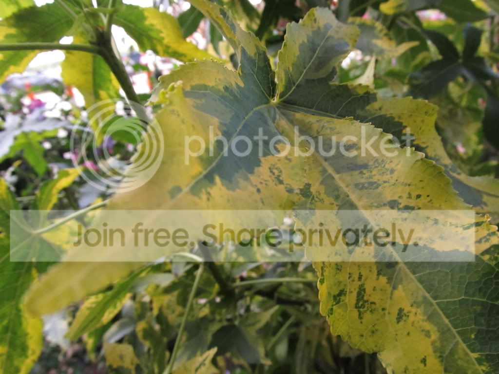 IMG_8866.jpg