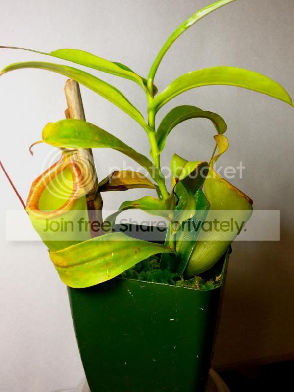 ventxinermis_zpsdcdf092f.jpg