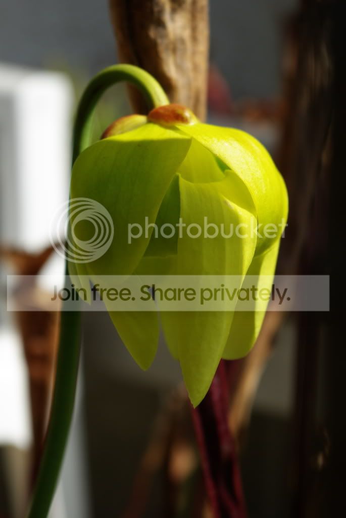 IMGP4590.jpg