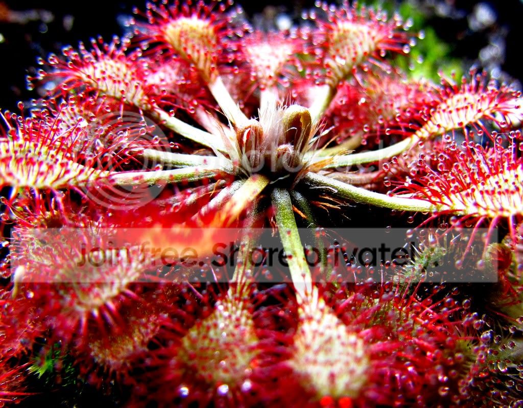 sundews004.jpg