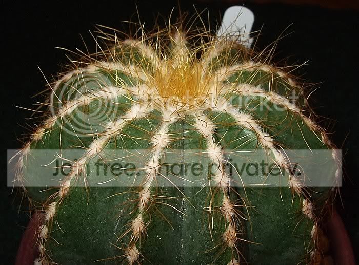 Newcacti006.jpg