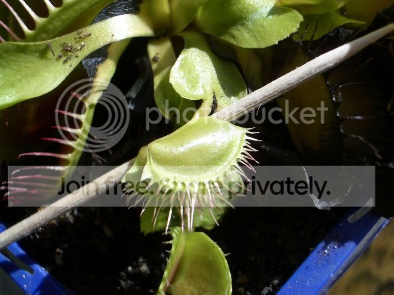 Paradisia_Mutant_Closed1.jpg