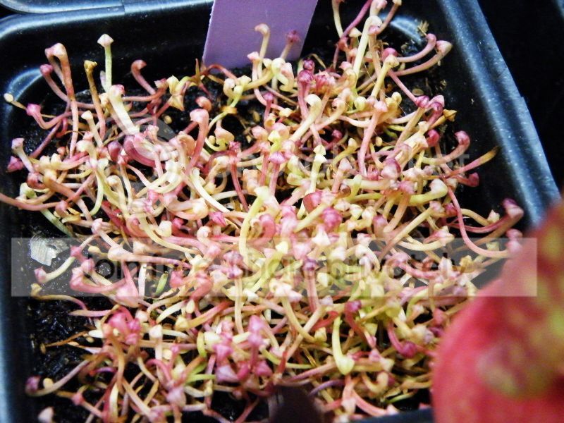DSCF9523.jpg
