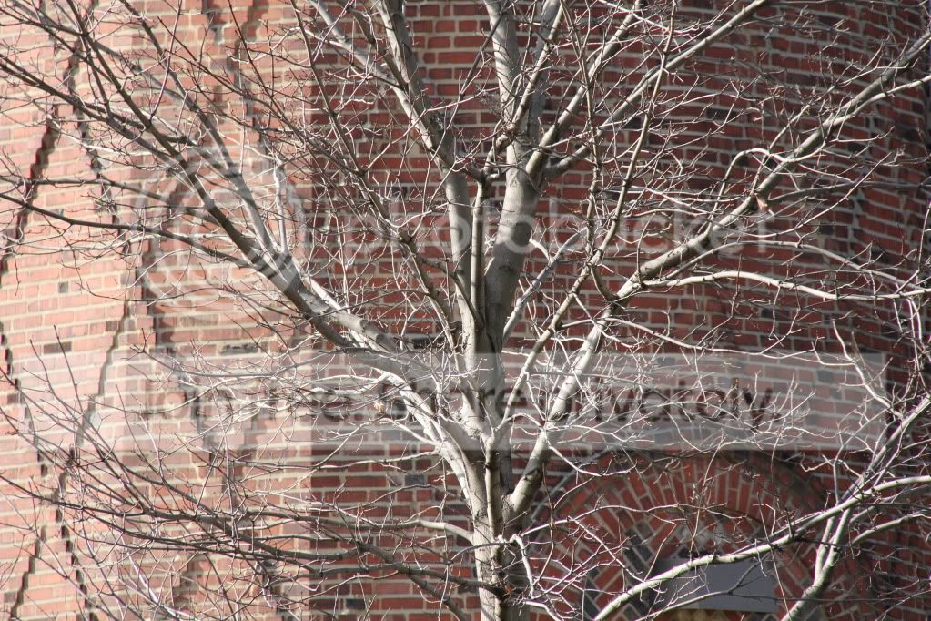 IMG_1301.jpg