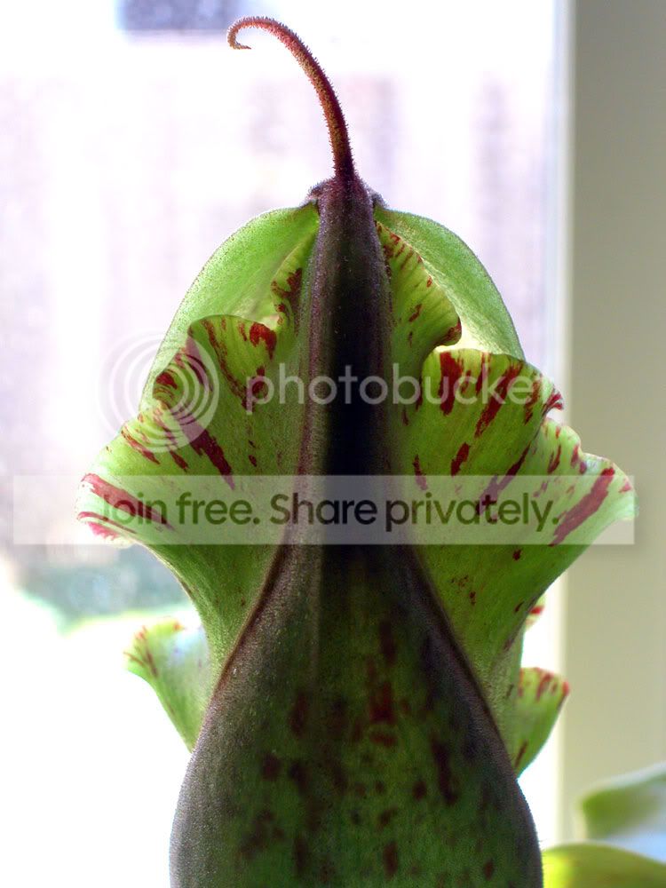 truncata-1.jpg
