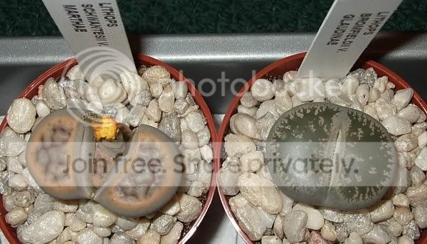 newcactisucculents010.jpg