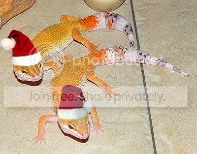 xmaslizards.jpg