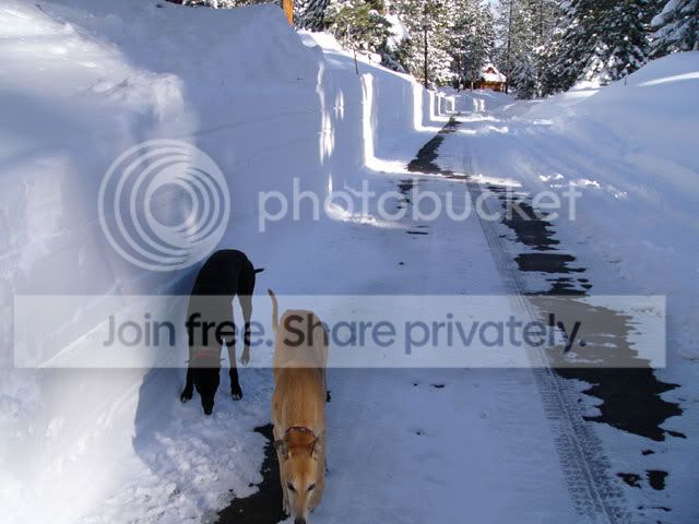 Tahoedogs.jpg