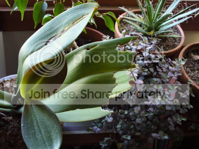 eatenleaf.jpg