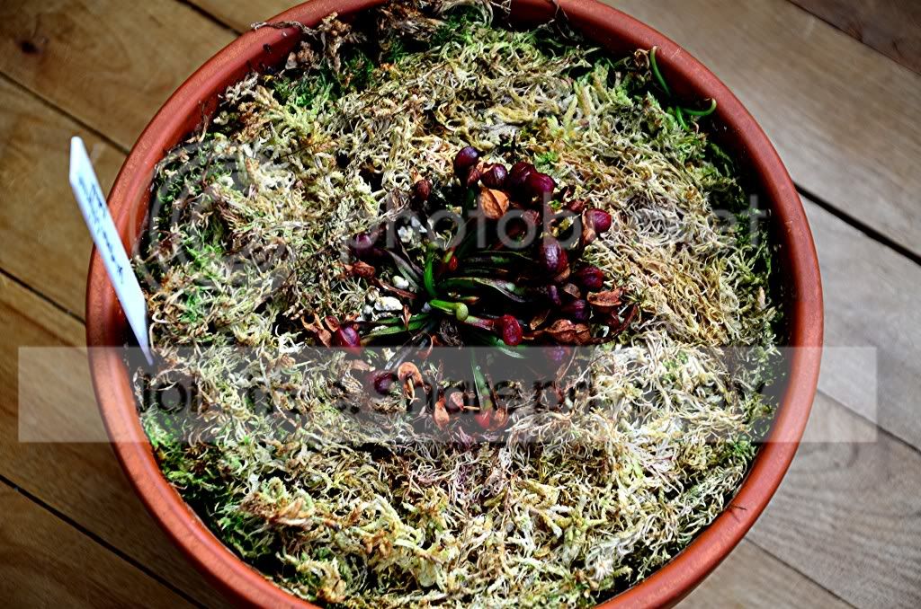 moplants001.jpg