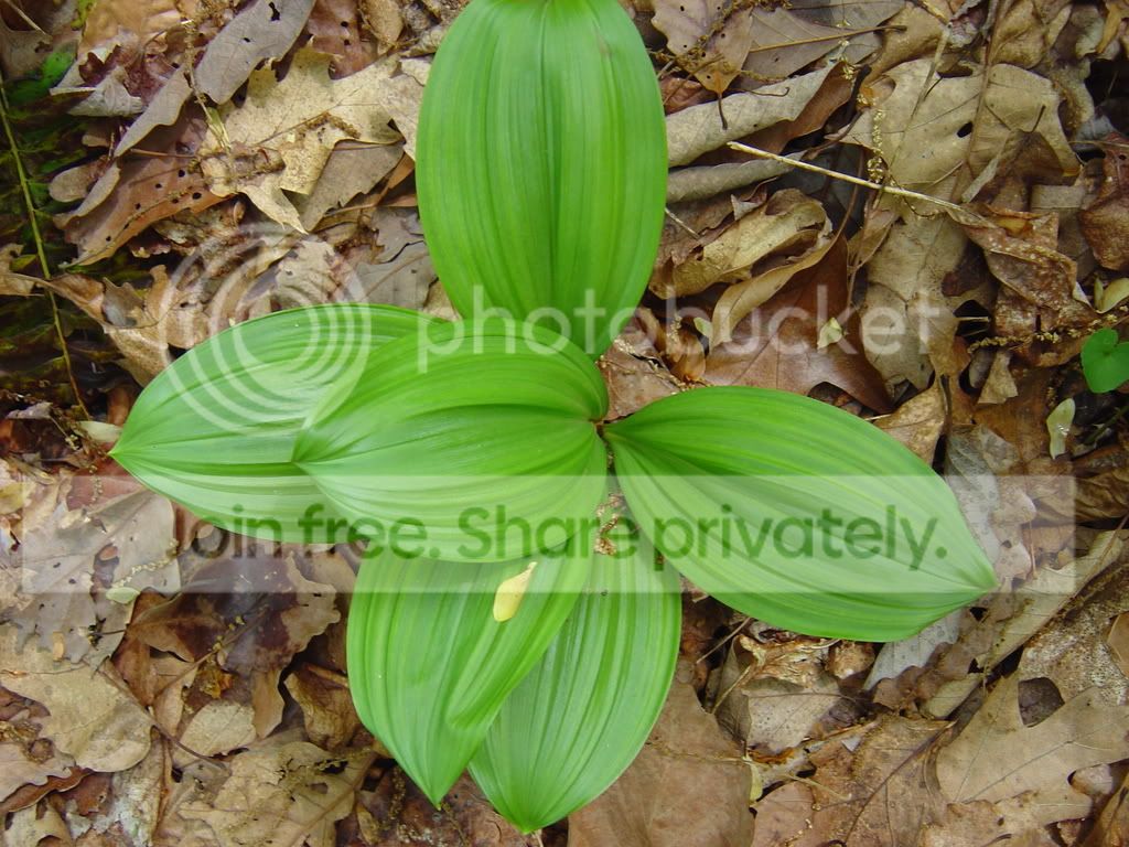 DSC03710.jpg
