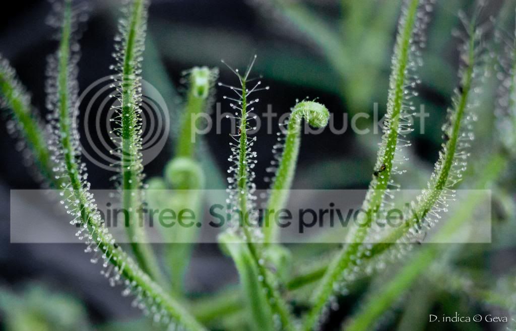 DSC_4711_zpsfd654fbe.jpg