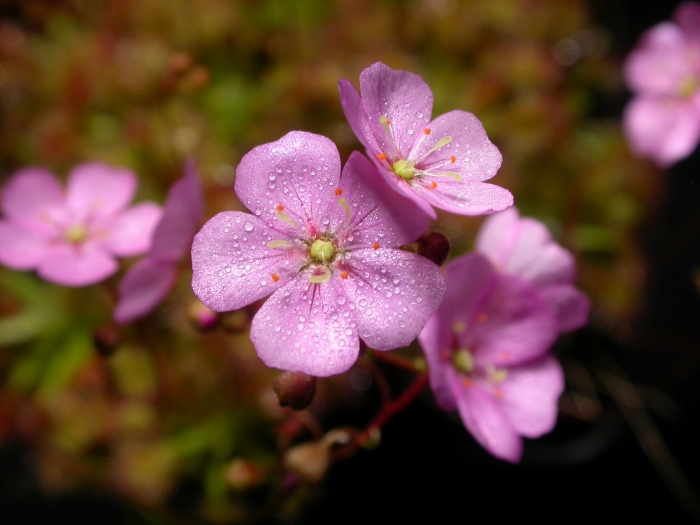 D._ericksoniae_x_pulchella.jpg